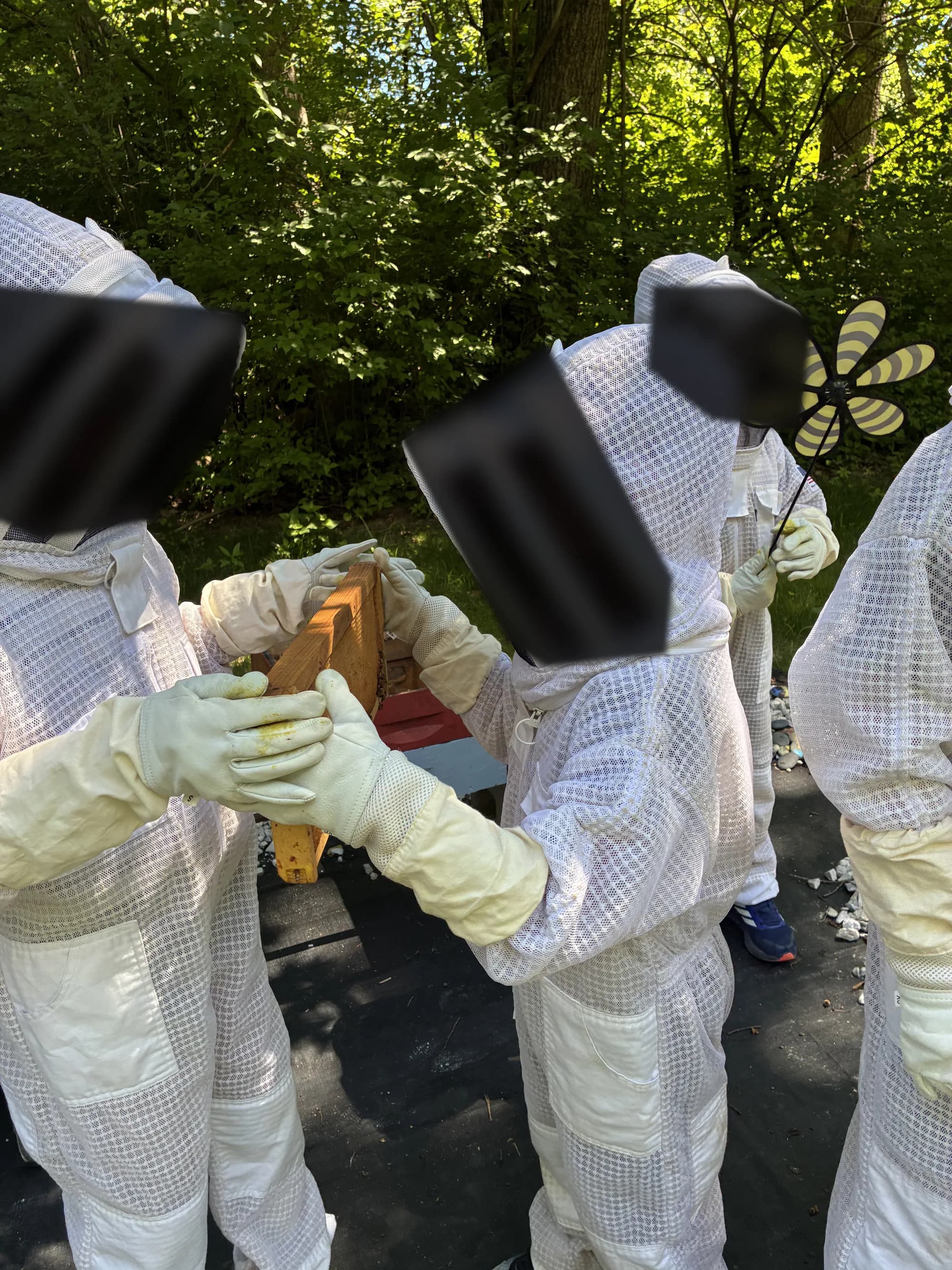 Students in white beekeeping suits inspecting a hive frame.